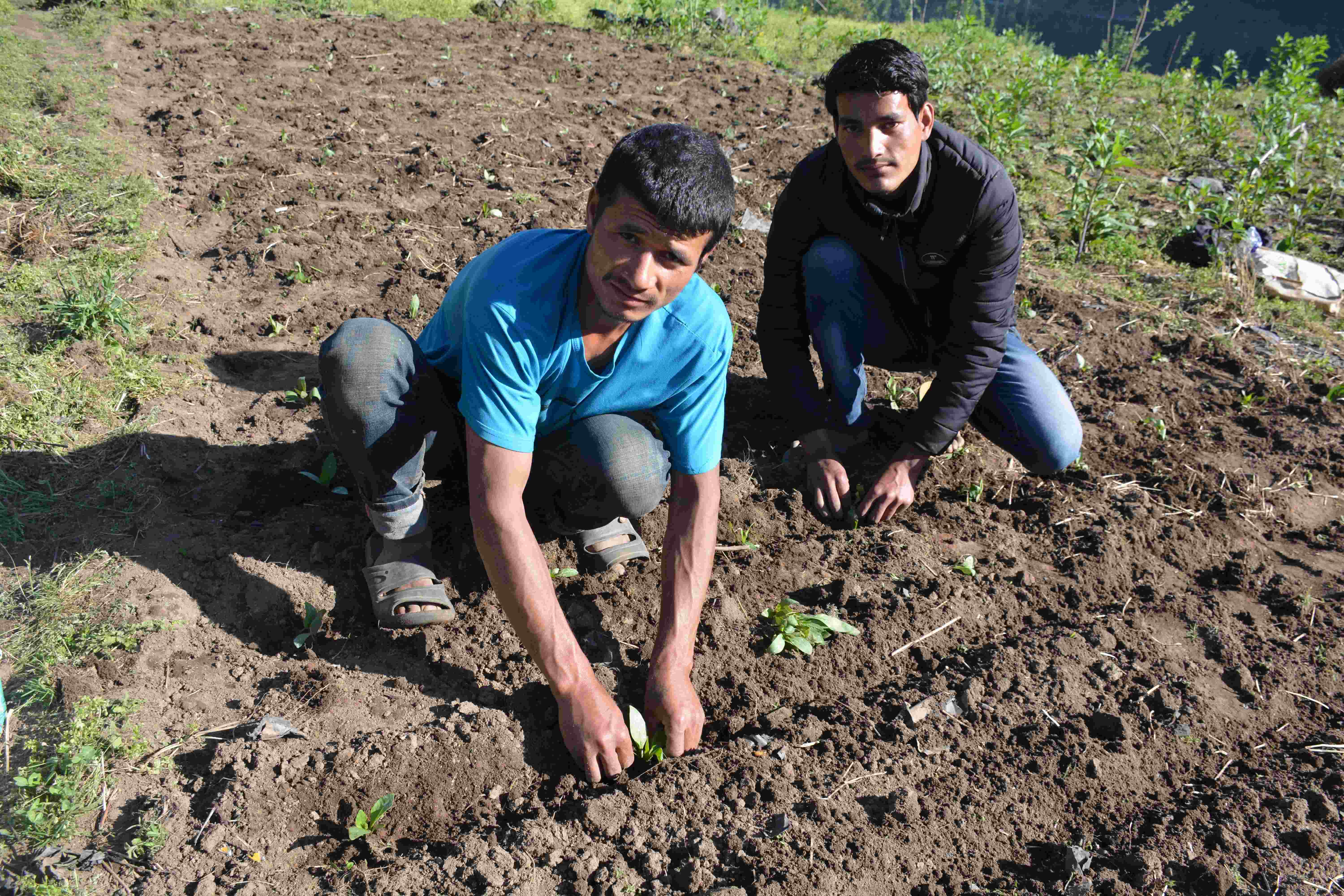 cultivated-plants